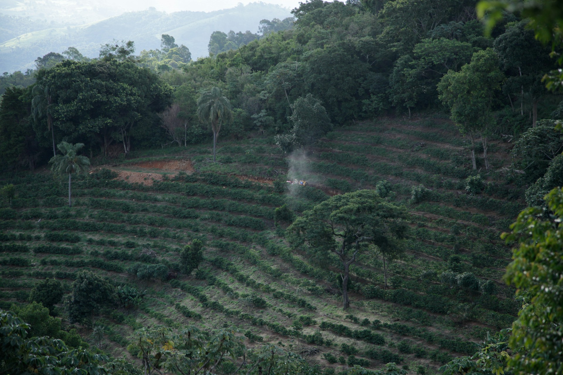 Why coffee farmers opt out of fair trade.